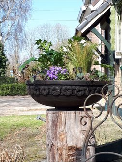 Planten schaal brown