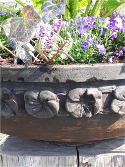 Planten schaal brown