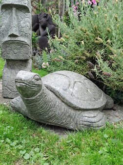 Schildpad Groensteen
