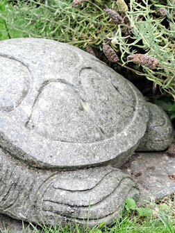 Schildpad Groensteen