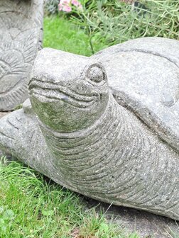 Schildpad Groensteen