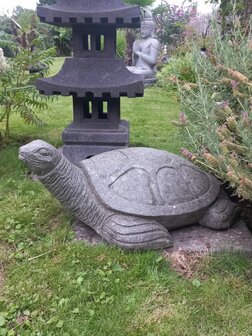 Schildpad Groensteen