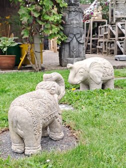 Olifant M